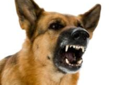 Angry dogs: what’s in it for them?…